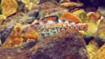 orangethroat darter