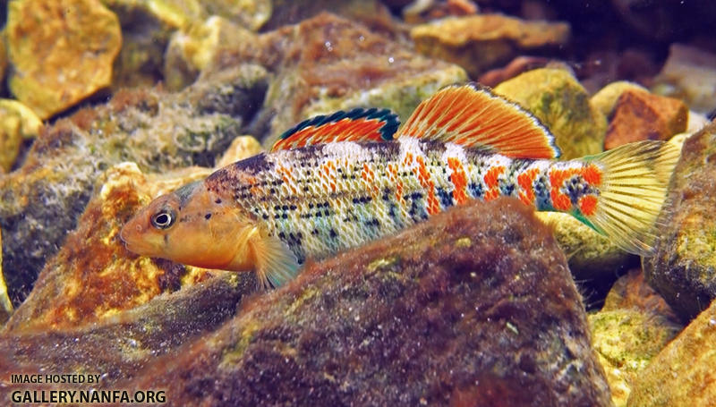 orangethroat darter