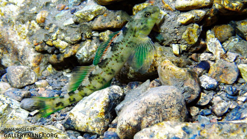 greenside darter