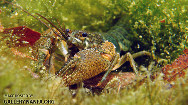 crayfish