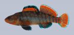Etheostoma caeruleum Rainbow Darter 26-3000