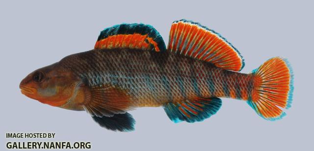 Etheostoma caeruleum Rainbow Darter 26-3000