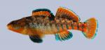 Etheostoma caeruleum Rainbow Darter 119-3000