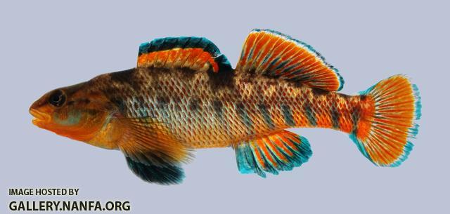 Etheostoma caeruleum Rainbow Darter 119-3000