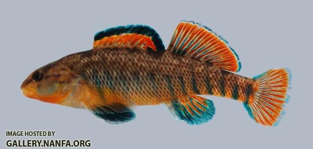 Etheostoma caeruleum Rainbow Darter 214-3000