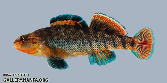 Etheostoma caeruleum Rainbow Darter 351-3000