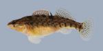 Etheostoma caeruleum Rainbow Darter 235.2-3000