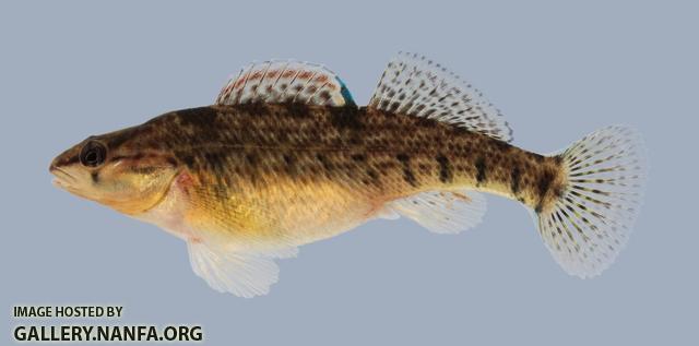 Etheostoma caeruleum Rainbow Darter 235.2-3000