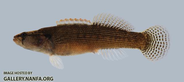 Etheostoma flabellare Fantail Darter 189-3000