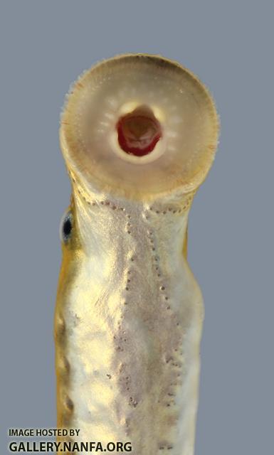 Lampetra aepyptera Least Brook Lamprey 298-1500