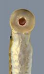 Lampetra aepyptera Least Brook Lamprey 298-1500