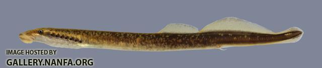 Lampetra aepyptera  Least Brook Lamprey 301-3000