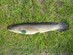 bowfin1