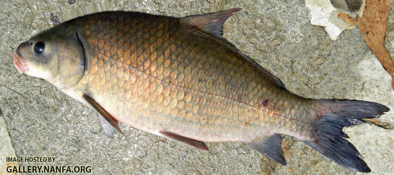 smallmouth buffalo