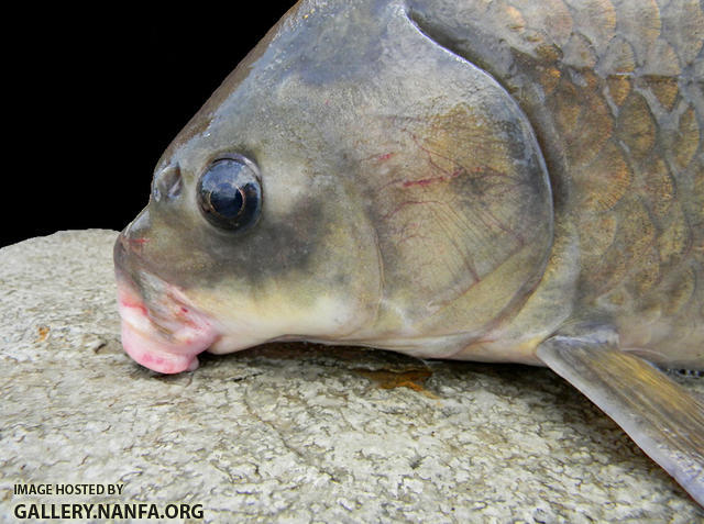 smallmouth buffalo mouth