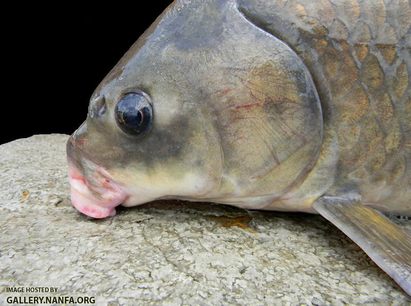 smallmouth buffalo mouth