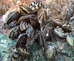 zebra mussels