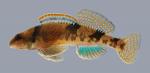 Etheostoma euzonum Arkansas Saddled Darter 1881 