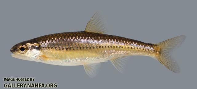 Notropis nubilus Ozark Minnow2340 