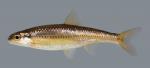 Notropis nubilus Ozark Minnow2340 