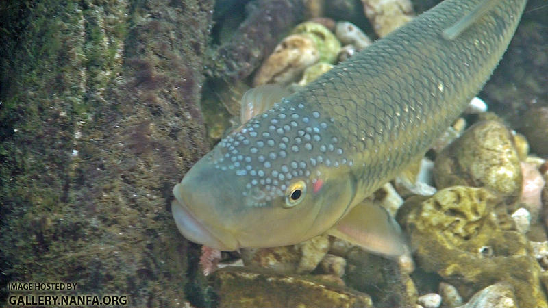 redspot chub