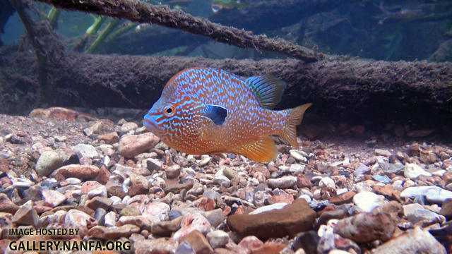 longear sunfish