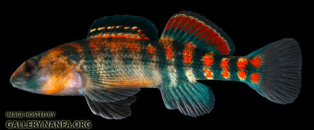 Etheostoma spectabile