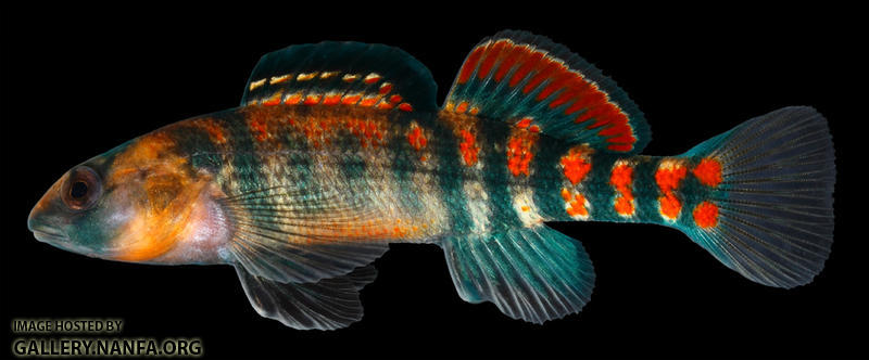 Etheostoma spectabile