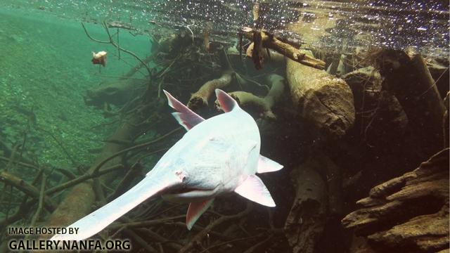 paddlefish