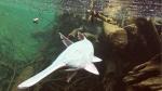 paddlefish