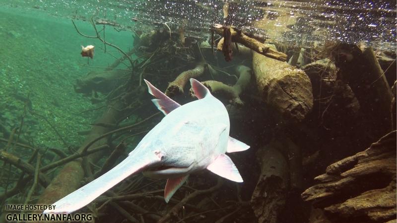 paddlefish