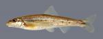 Erimystax harryi Ozark Chub 2858 1.1