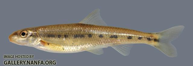 Erimystax harryi Ozark Chub 2948 3