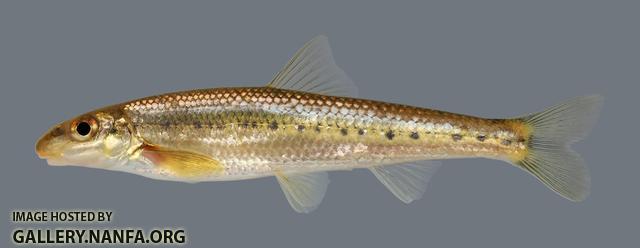 Erimystax harryi  Ozark Chub 2421