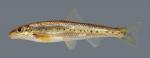 Erimystax harryi  Ozark Chub 2421