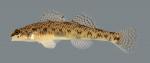 Etheostoma nigrum Johnny Darter2970 