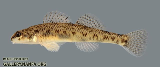 Etheostoma nigrum Johnny Darter2970 