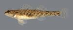 Etheostoma nigrum Johnny Darter 2730 2.1 