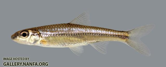 Hybopsis amblops Bigeye Chub 2479