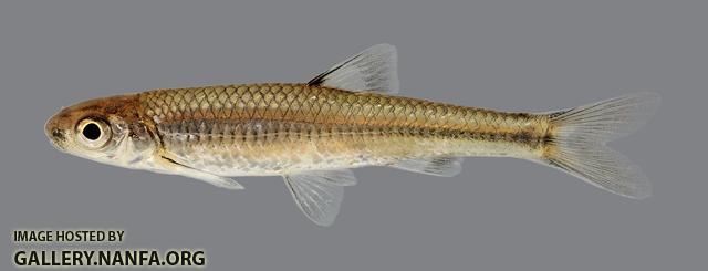 Notropis ozarcanus Ozark Shiner 2614-1