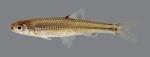 Notropis ozarcanus Ozark Shiner 2614-1