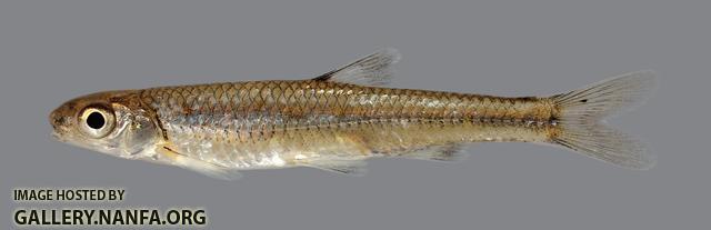 Notropis ozarcanus Ozark Shiner 3175