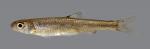 Notropis ozarcanus Ozark Shiner 3175