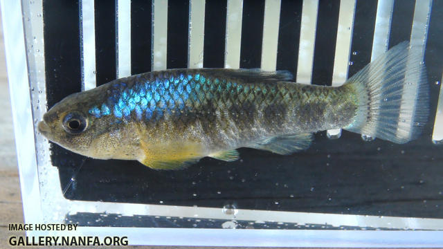 red river pupfish