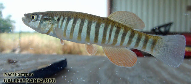 plains killifish