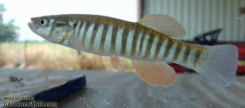 plains killifish