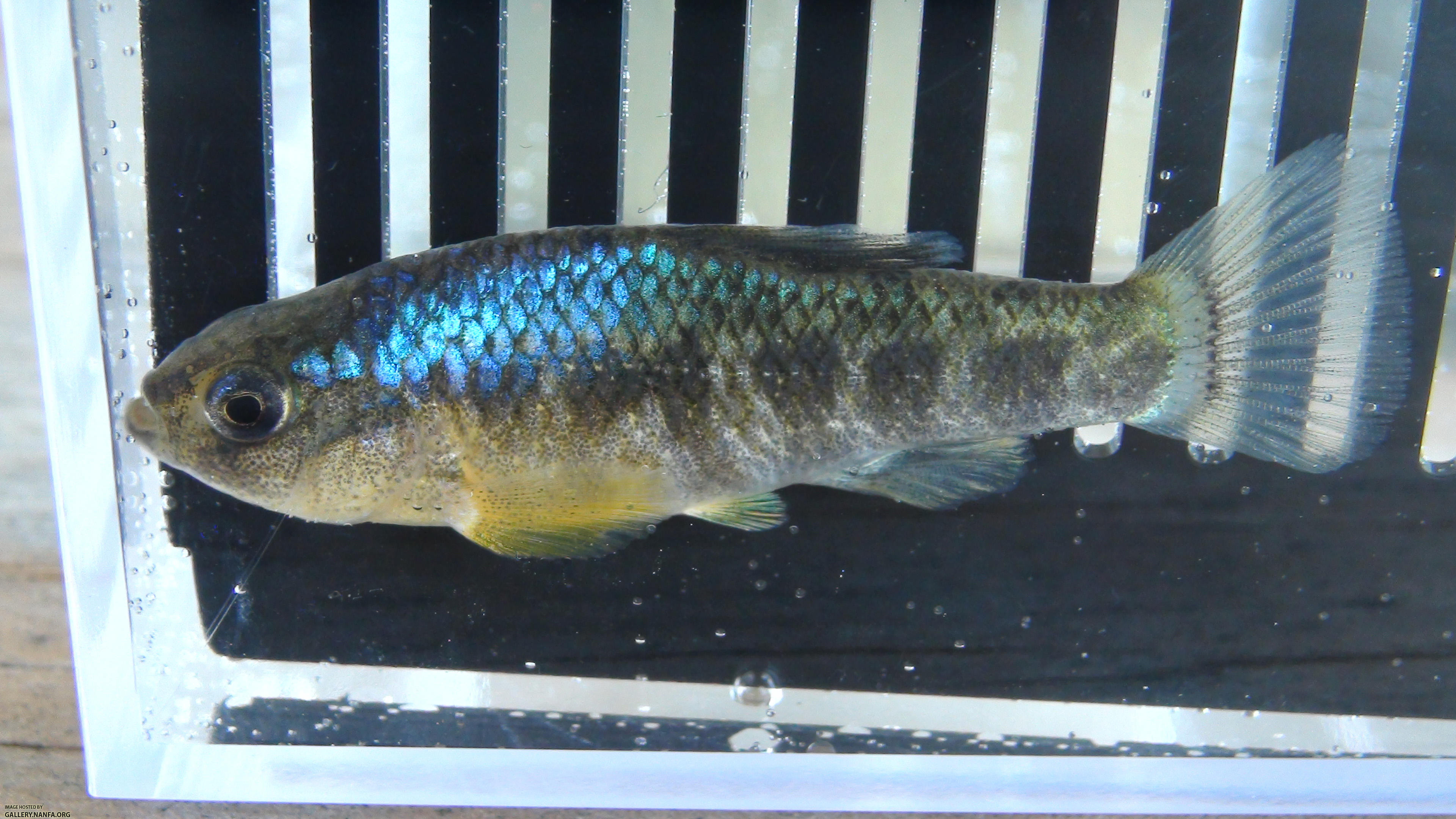 red river pupfish