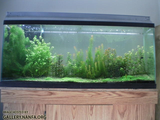 55 gallon tank as of 2012_04_03