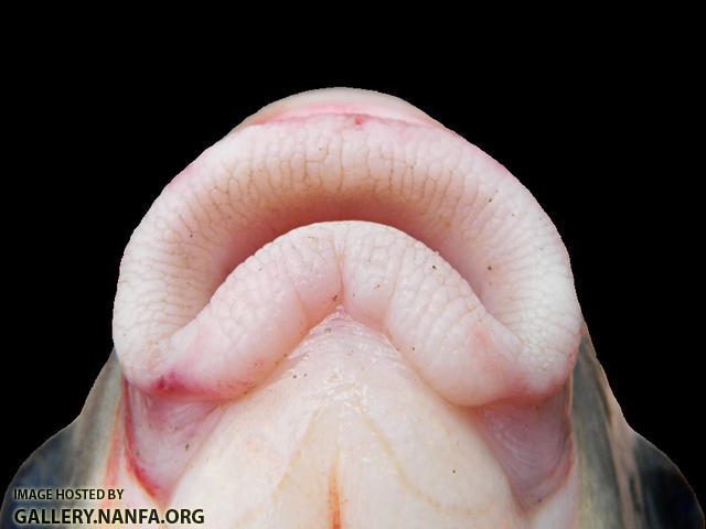 smallmouth buffalo lips