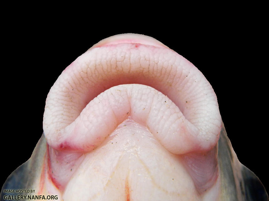 smallmouth buffalo lips